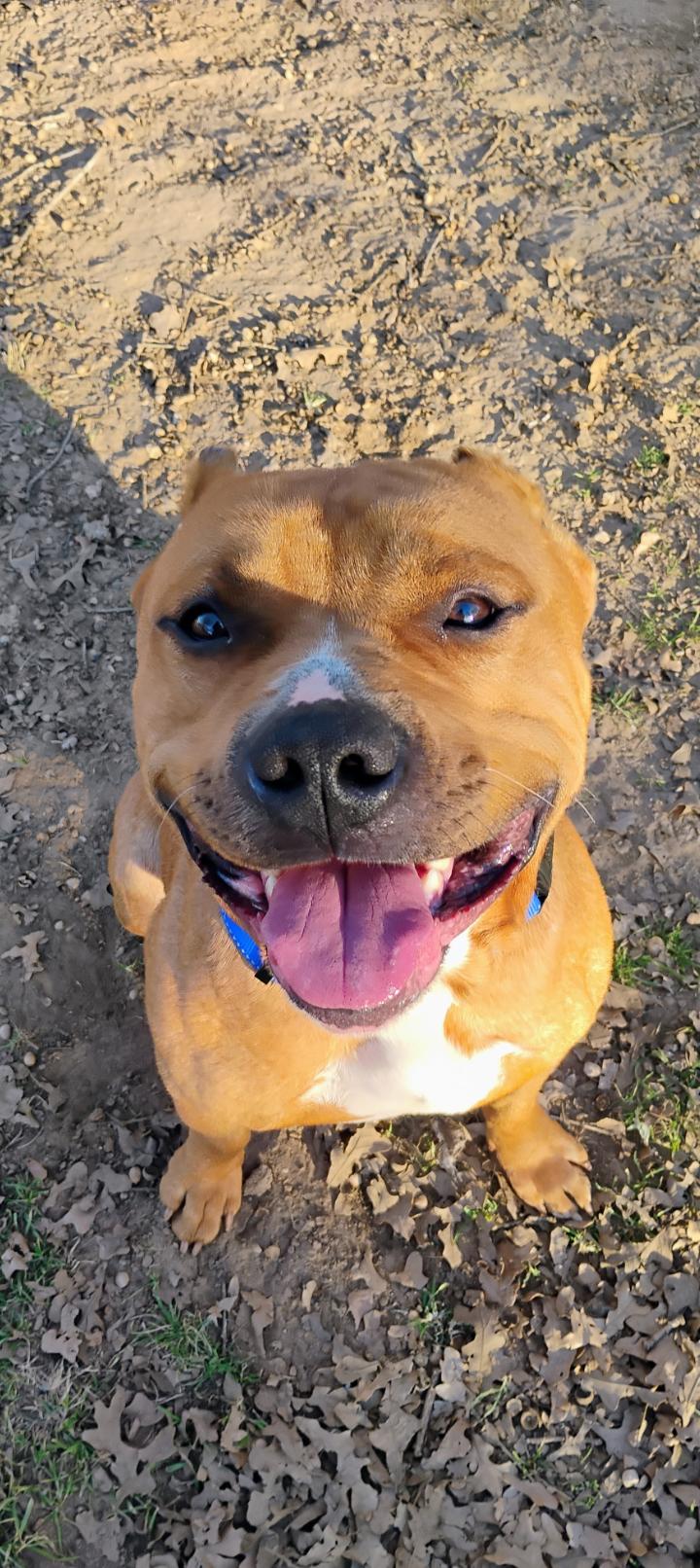 BRUTUS