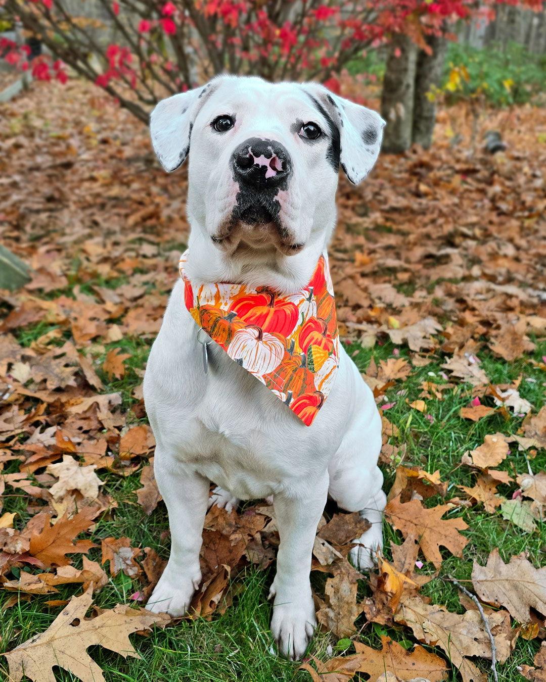Brian Griffin, Adoptable, Young Male Labrador Retriever & American Bulldog.