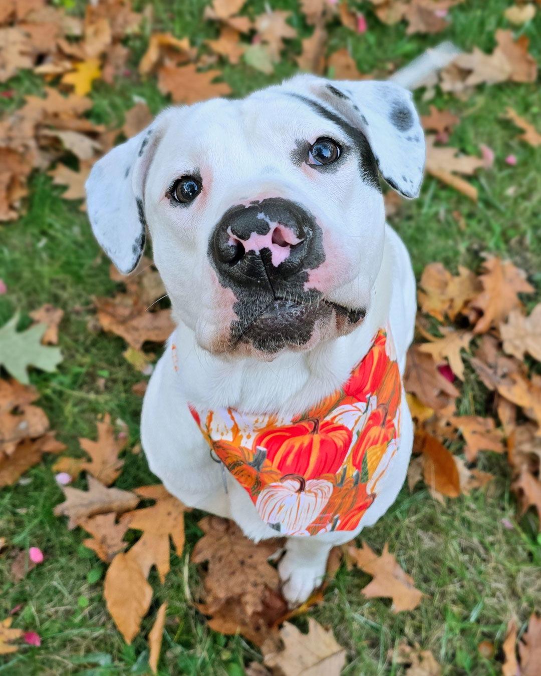 Enlarge Brian Griffin, a Adoptable mixed breed in Westminster, MA image 2/3