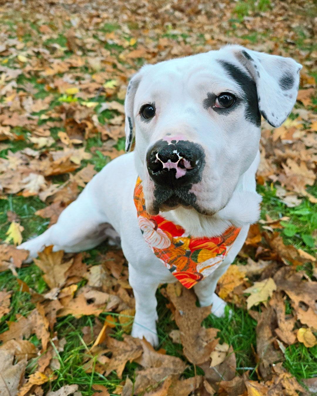 Enlarge Brian Griffin, a Adoptable mixed breed in Westminster, MA image 3/3