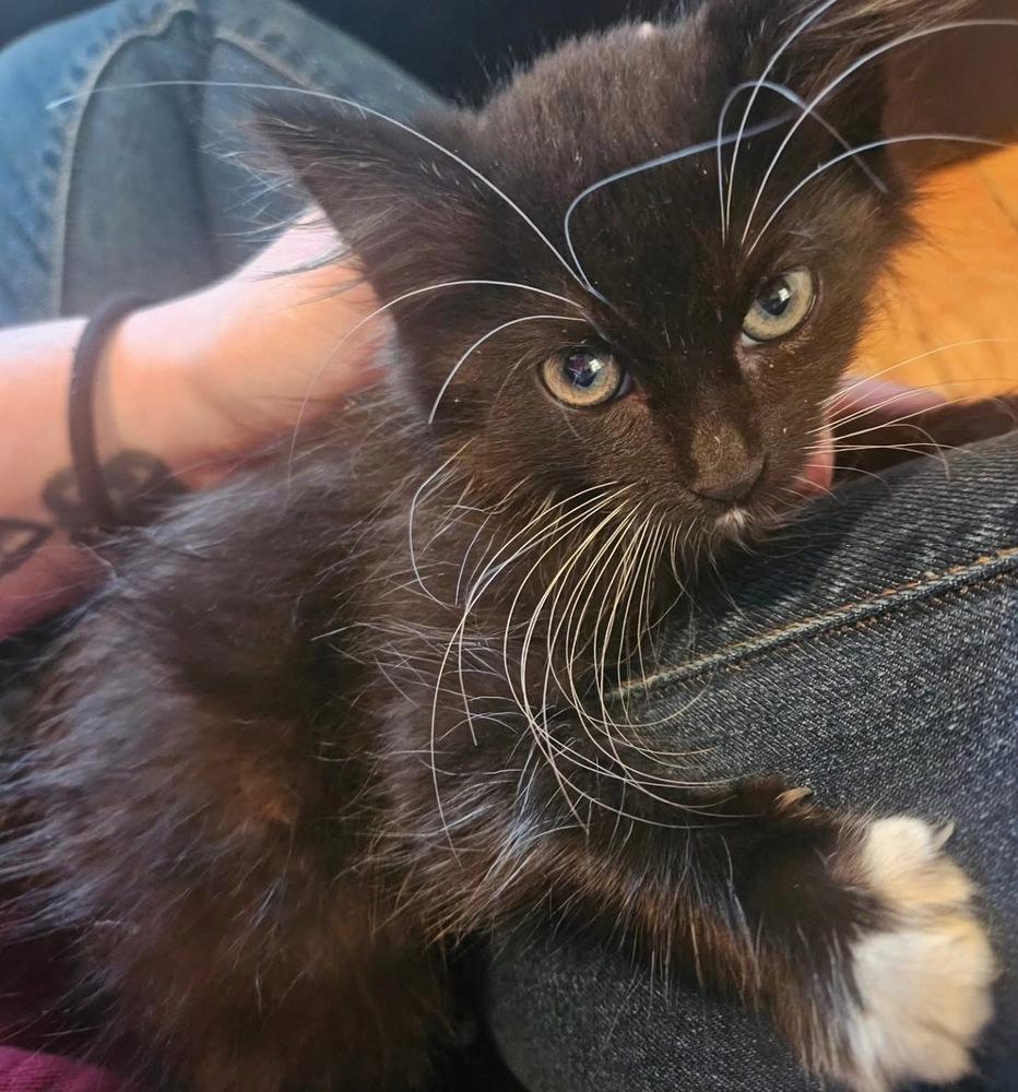 **Cat Cafe** Ishmael, Adoptable, Kitten Female Domestic Long Hair.