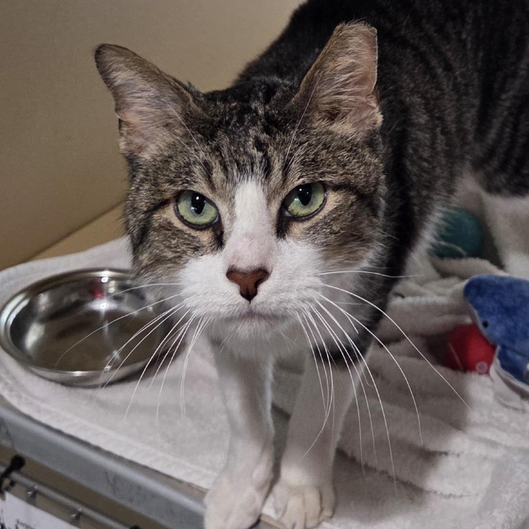 Jesse, a Adoptable Domestic Short Hair in Leander, TX image 1/2