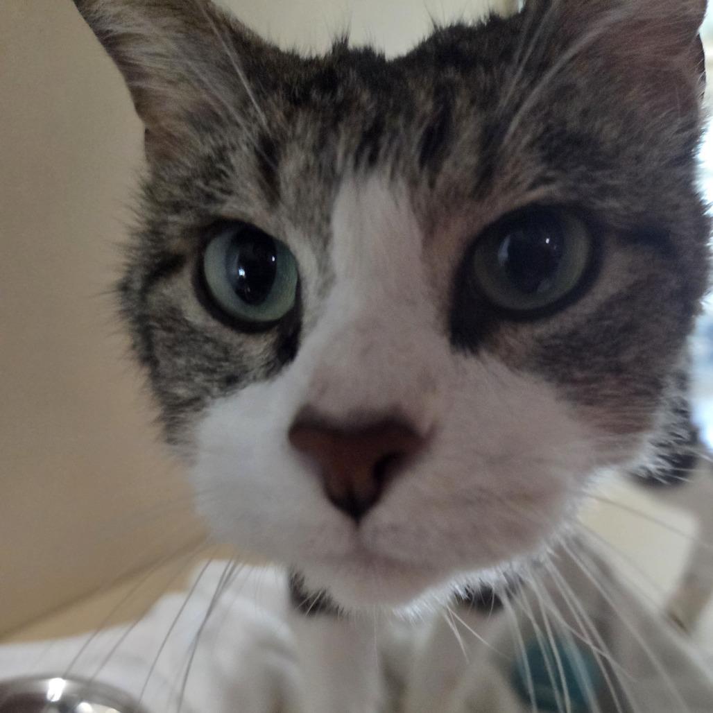 Jesse, a Adoptable Domestic Short Hair in Leander, TX image 2/2