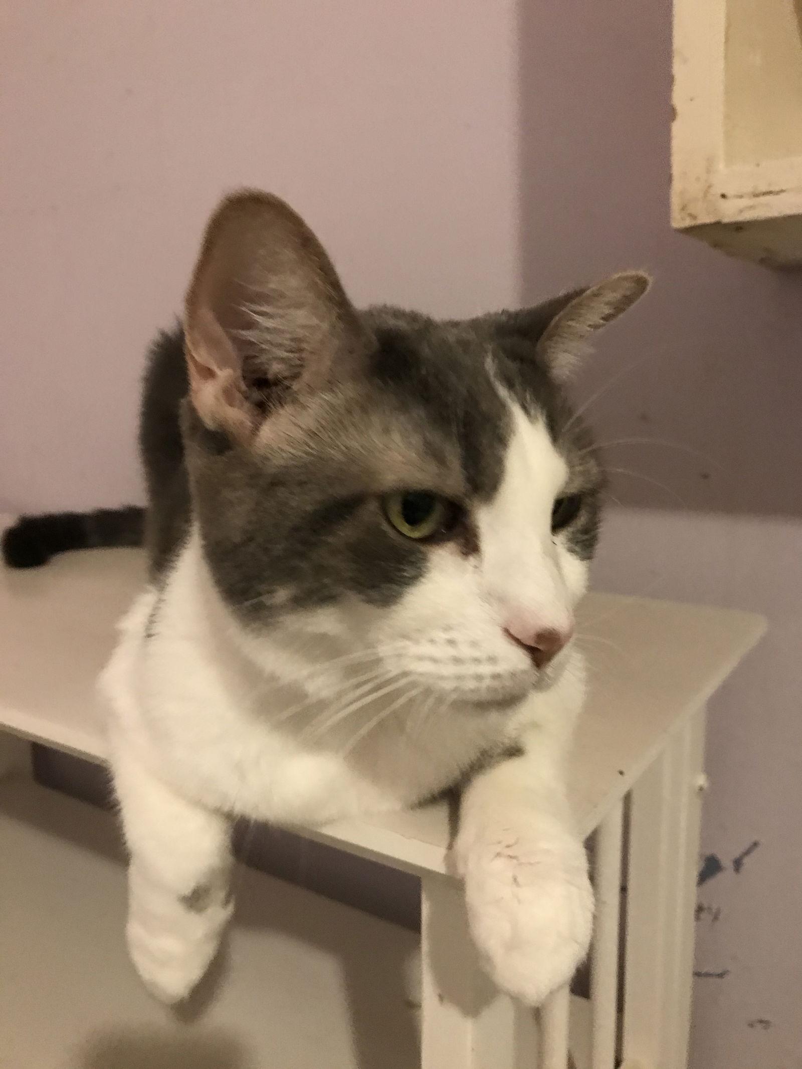 Leah, Adoptable, Adult Female Domestic Short Hair.