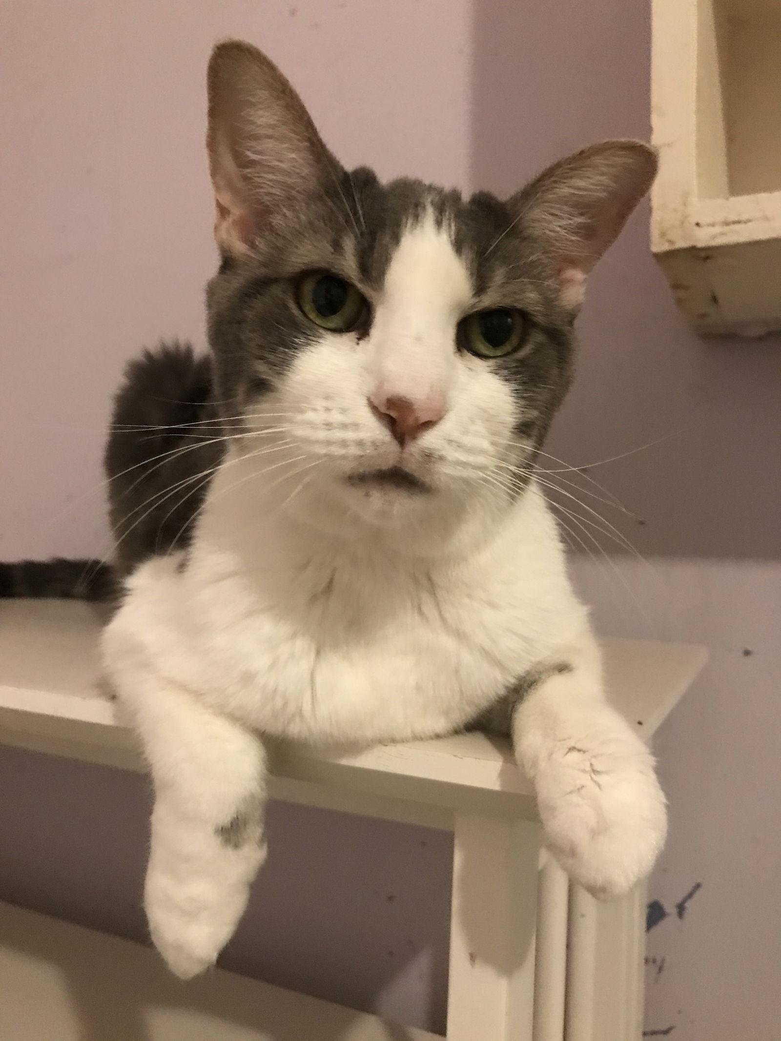 Leah, a Adoptable Domestic Short Hair in Oakland Park, FL image 2/3