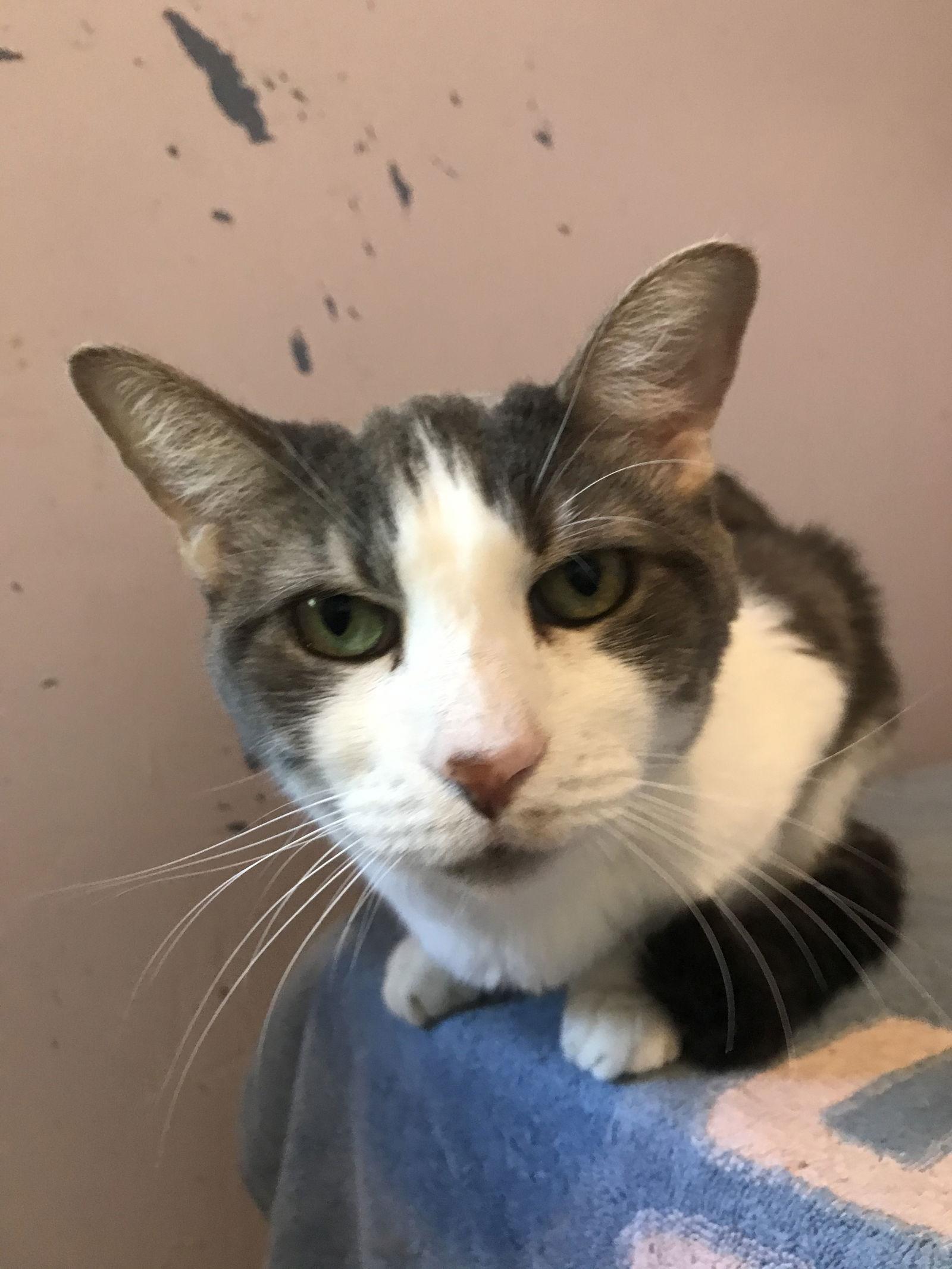 Leah, a Adoptable Domestic Short Hair in Oakland Park, FL image 3/3