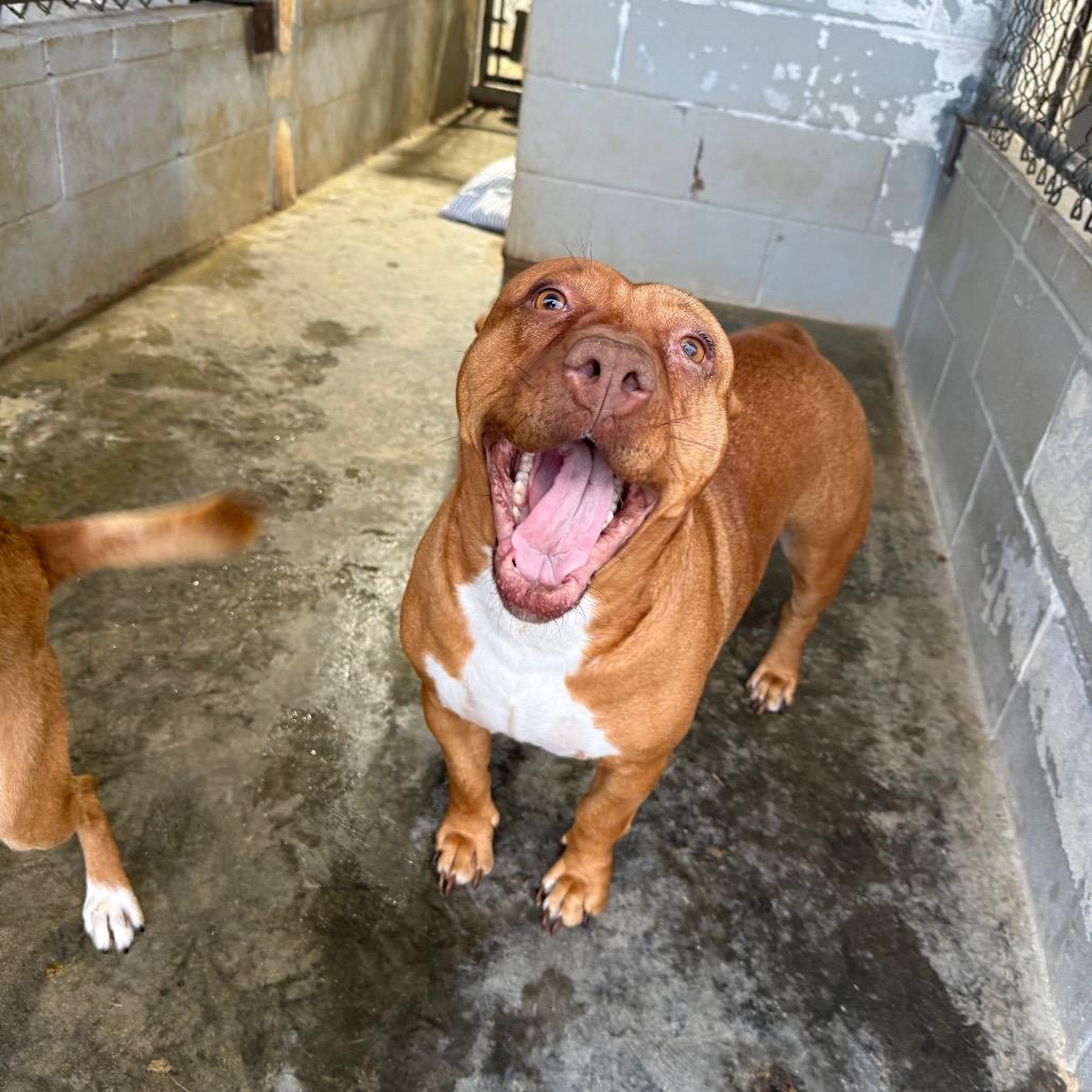 Poppy Shortcake 060201, Adoptable, Adult Female Pit Bull Terrier.