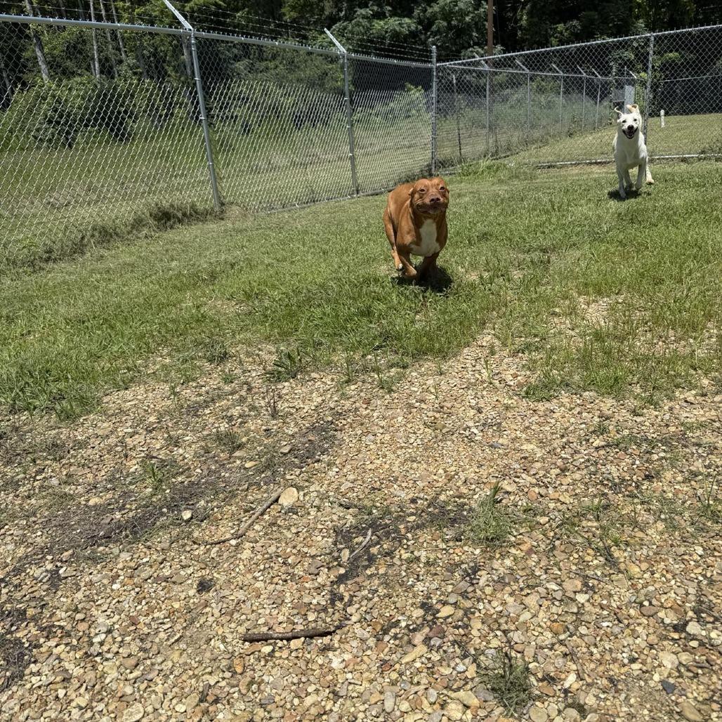 Enlarge Poppy Shortcake 060201, a Adoptable Pit Bull Terrier in Amory, MS image 2/5