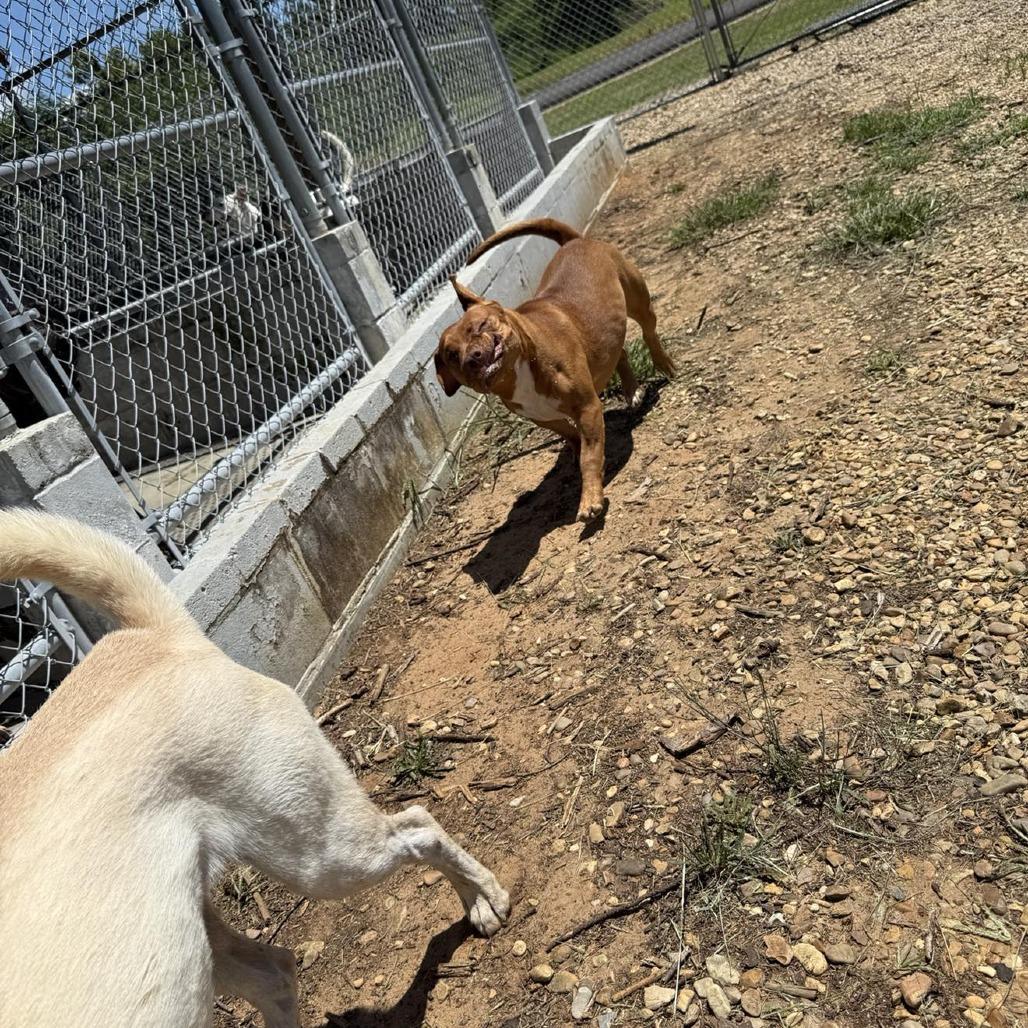 Enlarge Poppy Shortcake 060201, a Adoptable Pit Bull Terrier in Amory, MS image 3/5