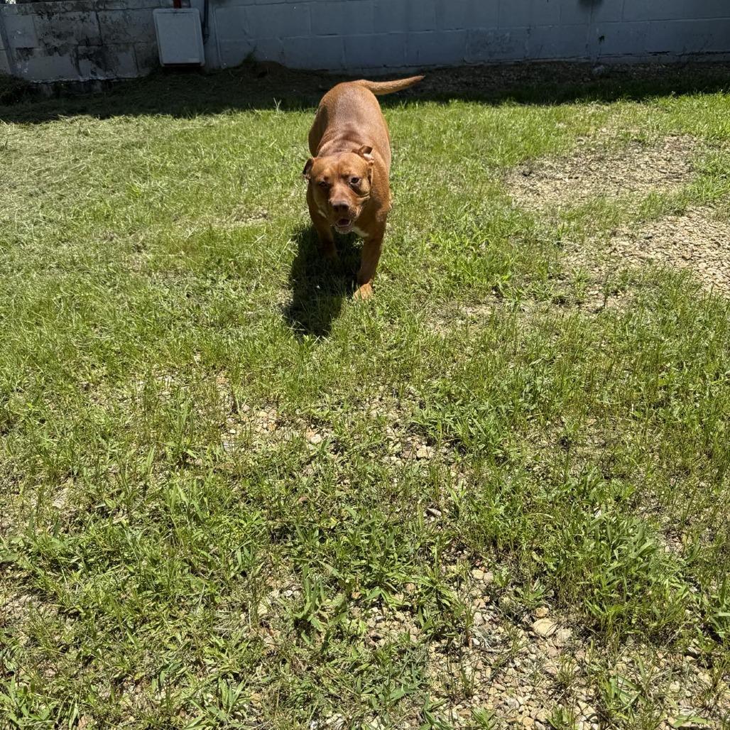 Enlarge Poppy Shortcake 060201, a Adoptable Pit Bull Terrier in Amory, MS image 4/5