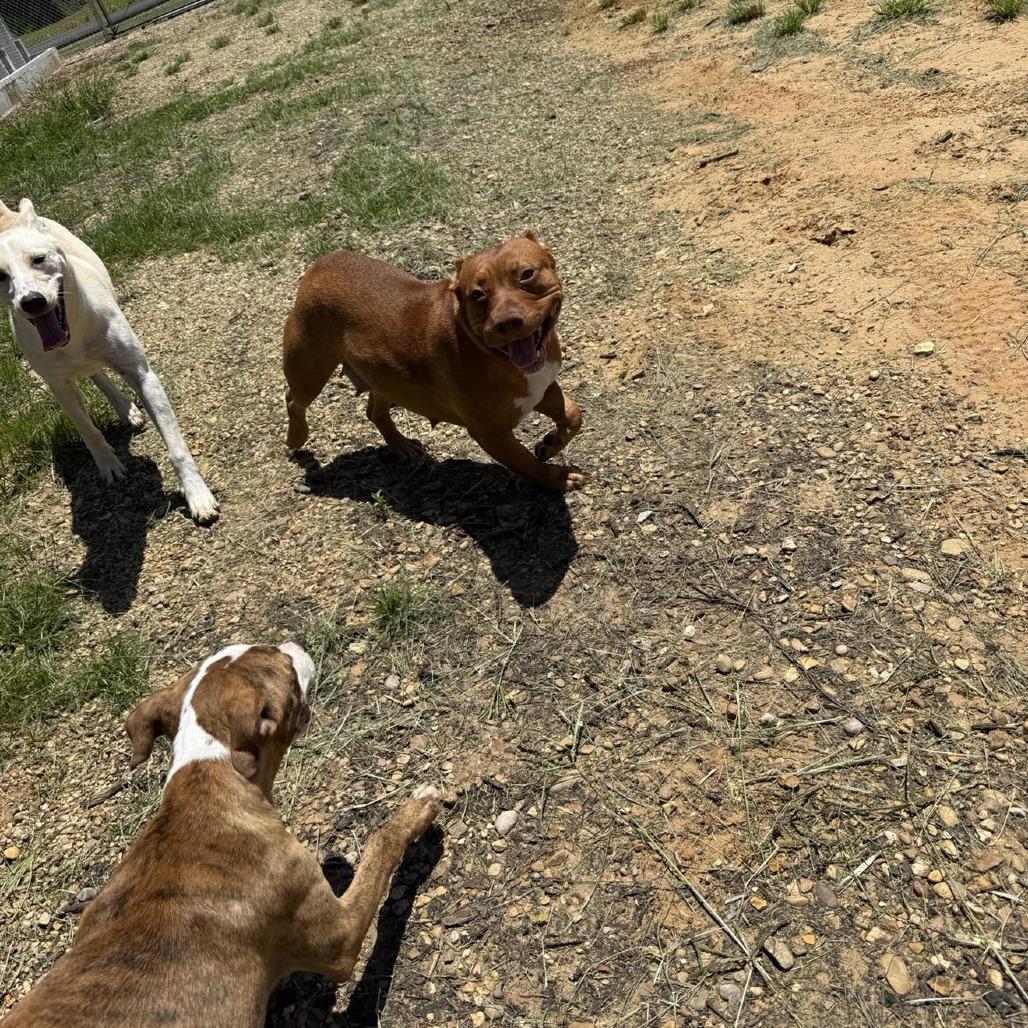 Enlarge Poppy Shortcake 060201, a Adoptable Pit Bull Terrier in Amory, MS image 5/5