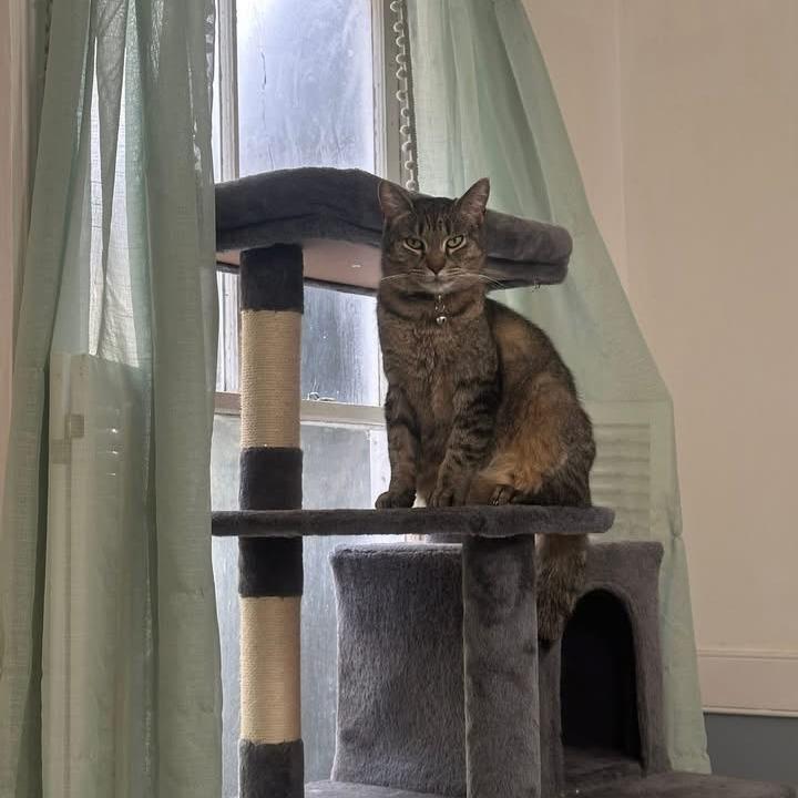 Enlarge Anna, a Adoptable Domestic Short Hair in East Smithfield , PA image 1/6