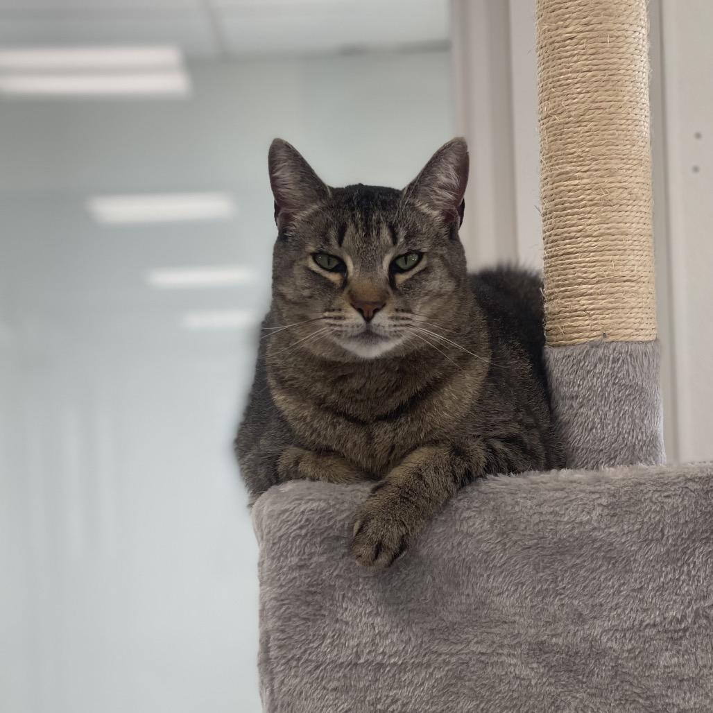 Anna, a Adoptable Domestic Short Hair in East Smithfield , PA image 2/6