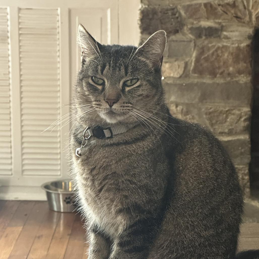 Enlarge Anna, a Adoptable Domestic Short Hair in East Smithfield , PA image 2/6