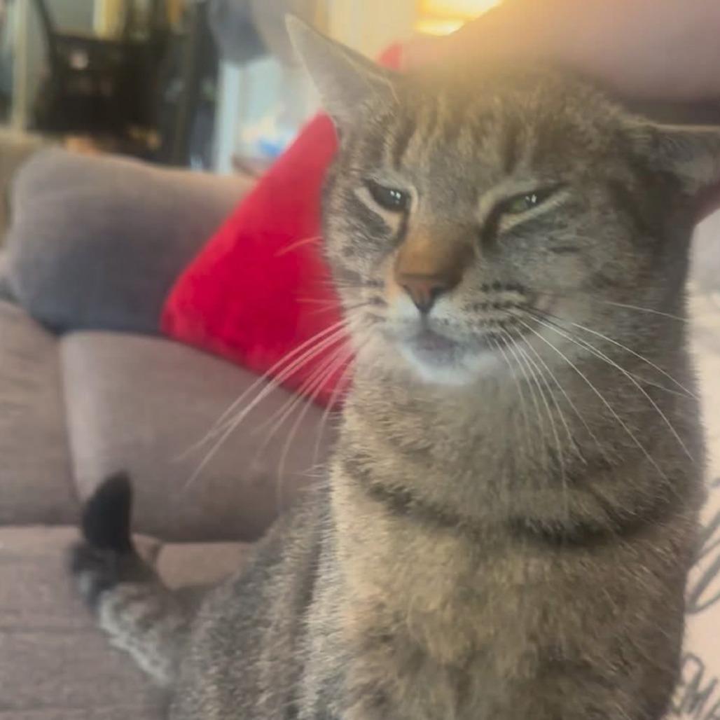 Enlarge Anna, a Adoptable Domestic Short Hair in East Smithfield , PA image 3/6