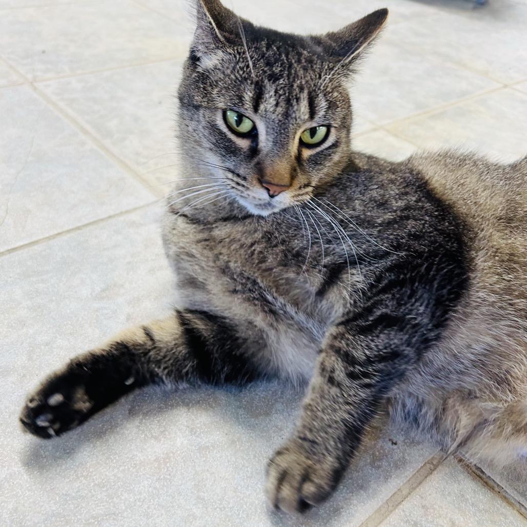 Enlarge Anna, a Adoptable Domestic Short Hair in East Smithfield , PA image 4/6