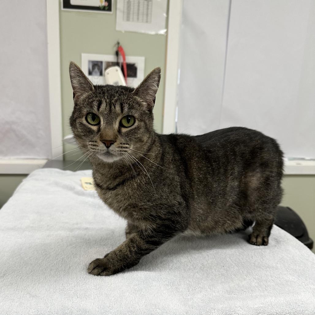 Enlarge Anna, a Adoptable Domestic Short Hair in East Smithfield , PA image 5/6