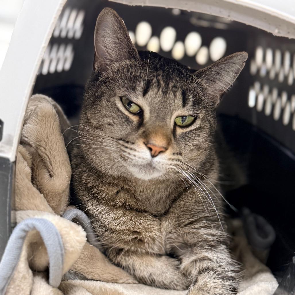 Enlarge Anna, a Adoptable Domestic Short Hair in East Smithfield , PA image 6/6