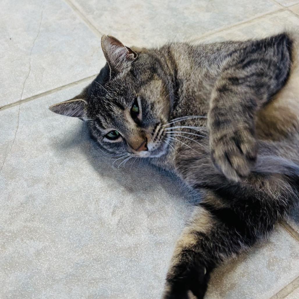 Enlarge Anna, a Adoptable Domestic Short Hair in East Smithfield , PA image 6/6