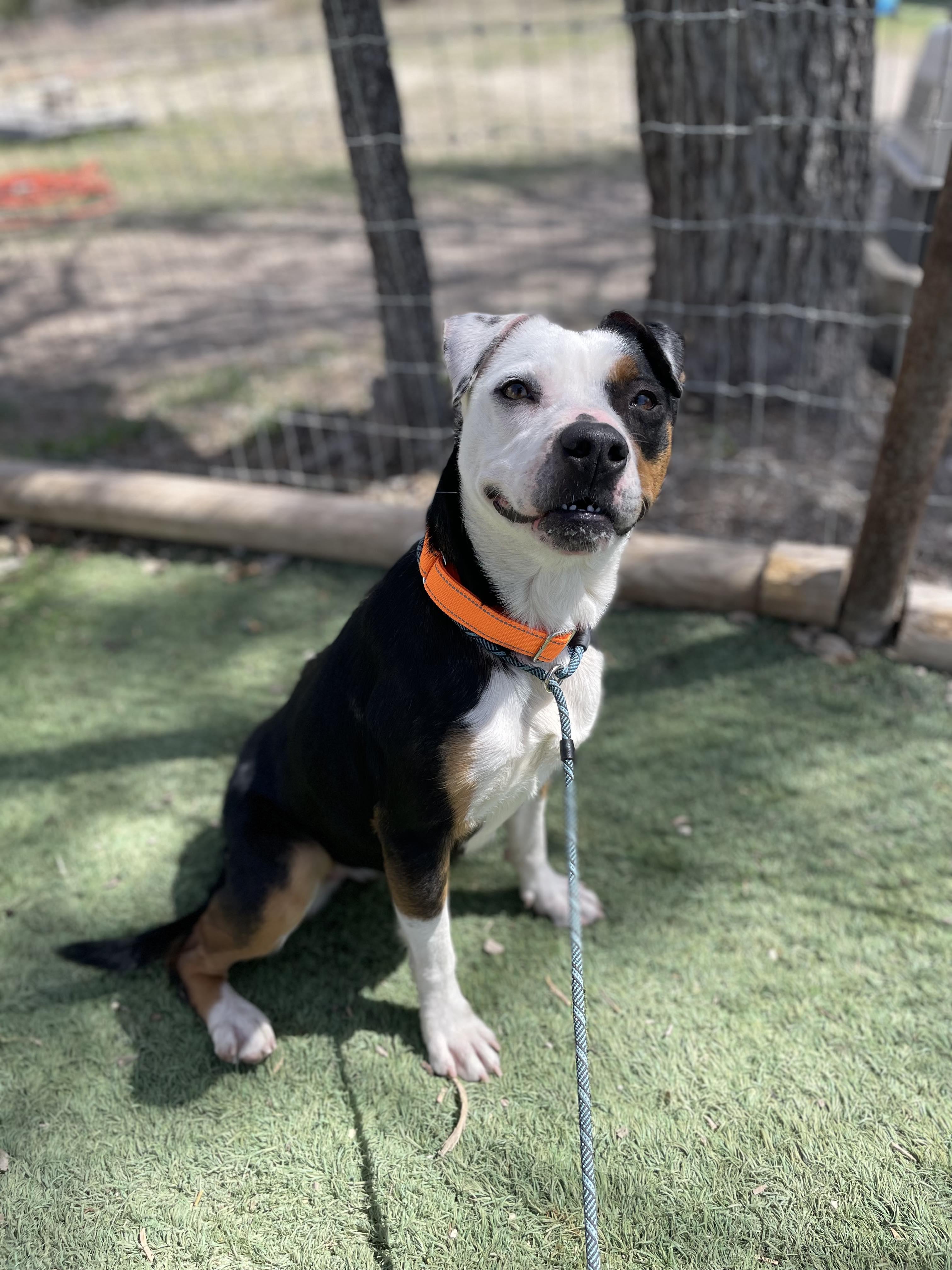 Maggie, a Adoptable mixed breed in Center Point, TX image 4/7