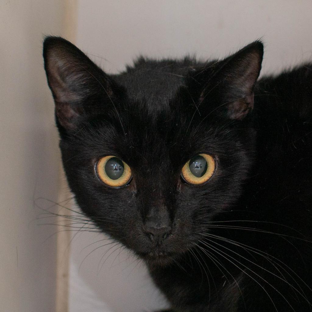 Buttercup, Adoptable, Senior Female Domestic Short Hair.