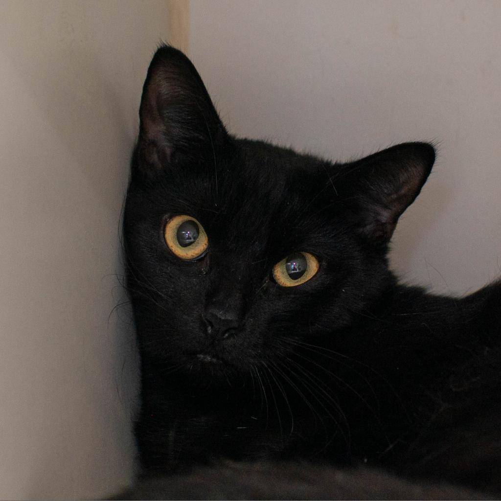 Enlarge Buttercup, a Adoptable Domestic Short Hair in Los Angeles, CA image 2/6