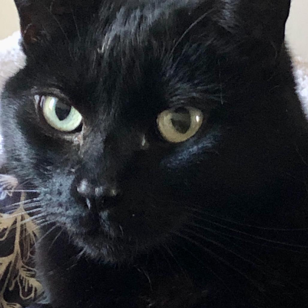 Enlarge Buttercup, a Adoptable Domestic Short Hair in Los Angeles, CA image 3/6