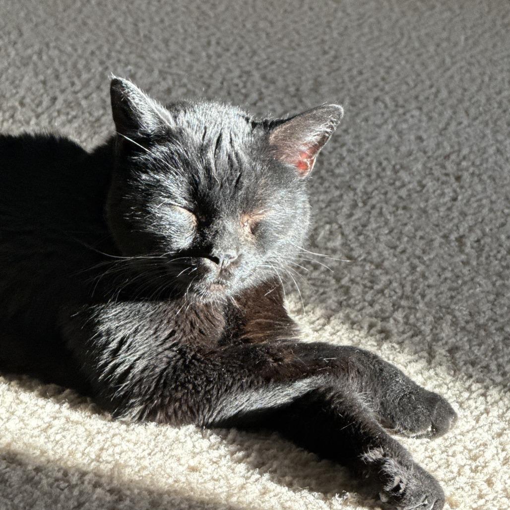 Enlarge Buttercup, a Adoptable Domestic Short Hair in Los Angeles, CA image 4/6