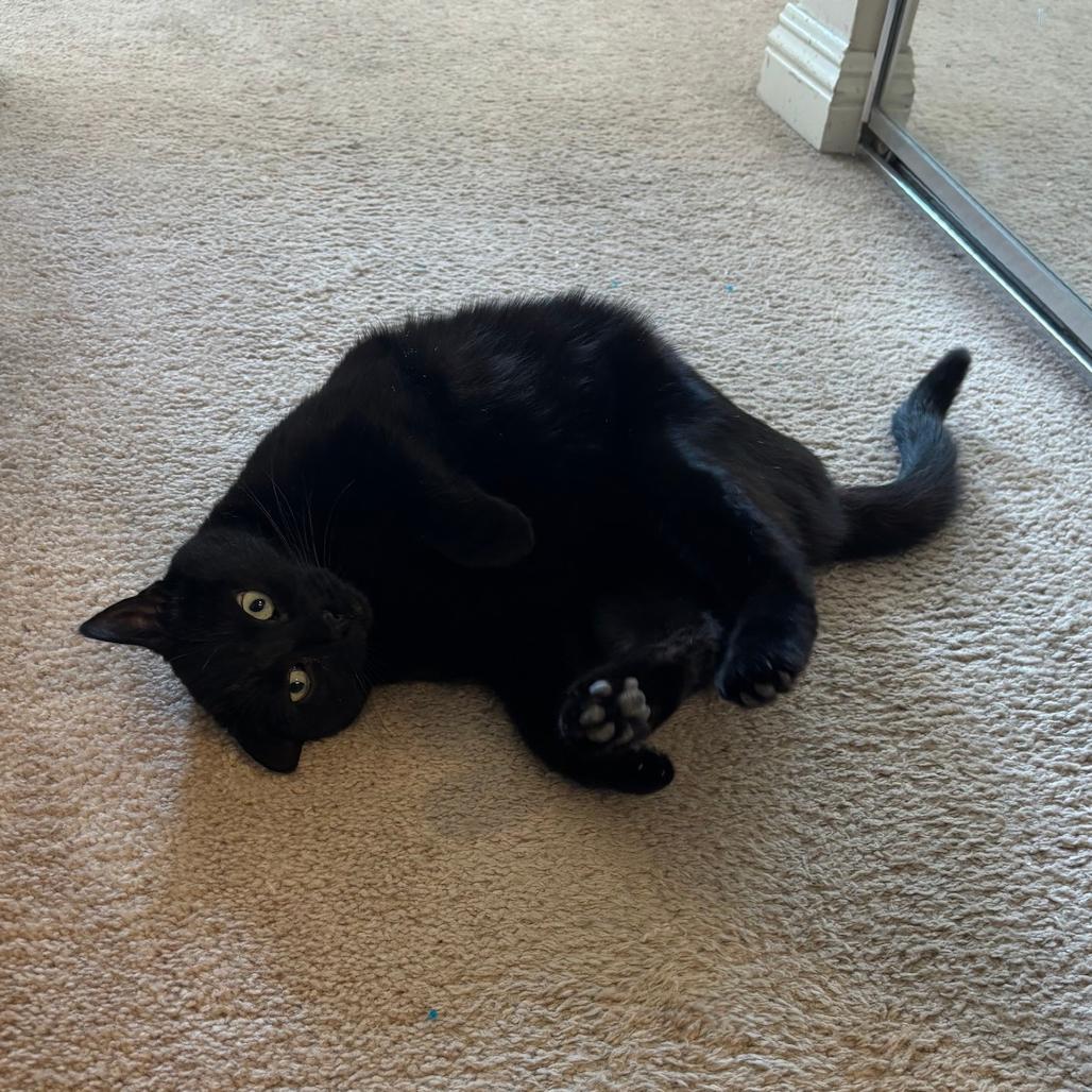 Enlarge Buttercup, a Adoptable Domestic Short Hair in Los Angeles, CA image 5/6