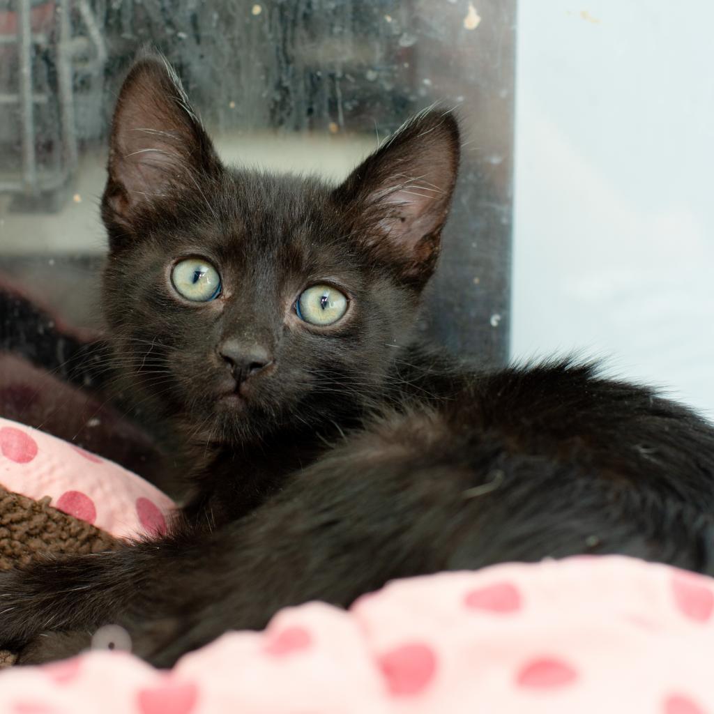 Enlarge Buttercup, a Adoptable Domestic Short Hair in Los Angeles, CA image 6/6