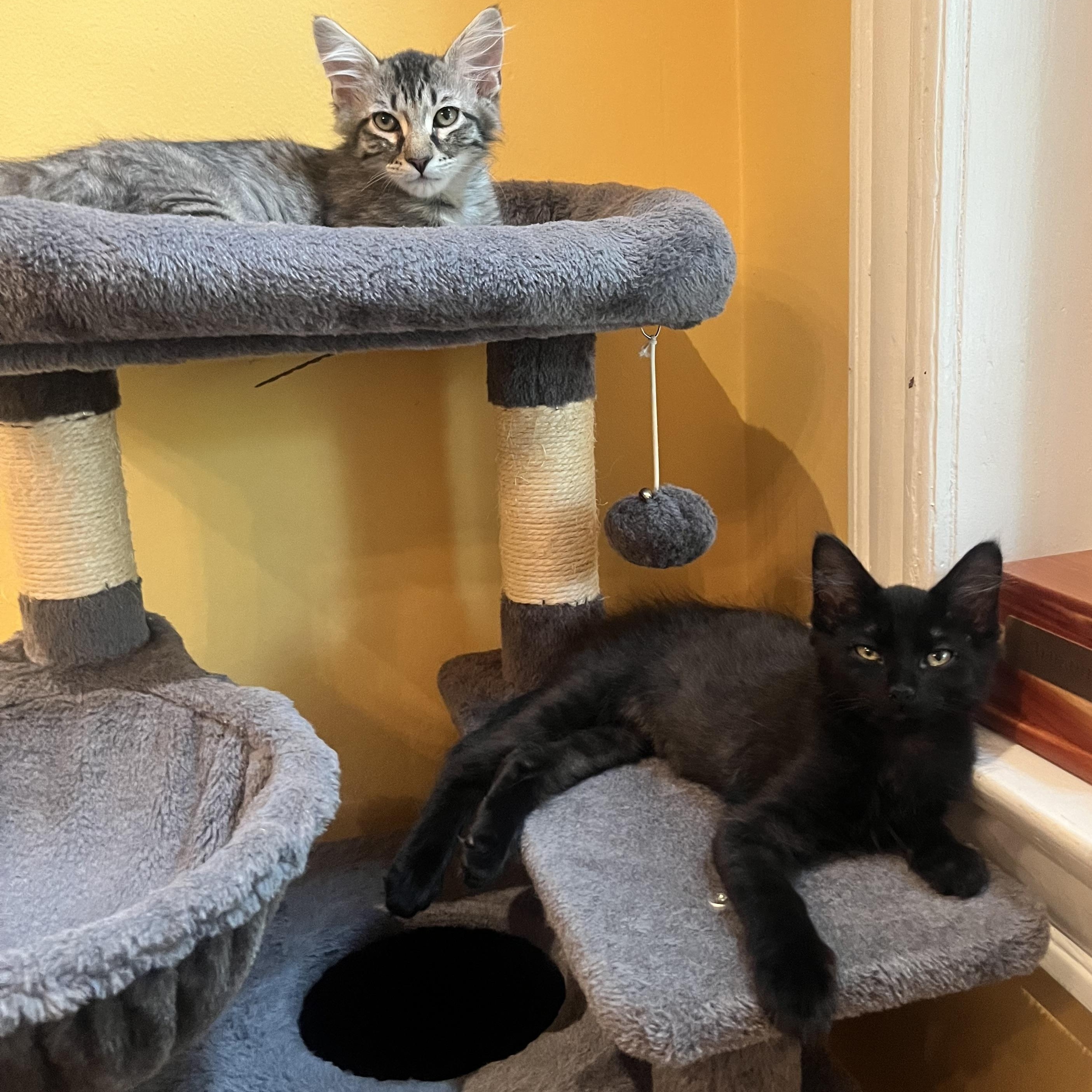 Darrius & Ella (bonded pair), ADOPTABLE, Kitten Male Domestic Long Hair.
