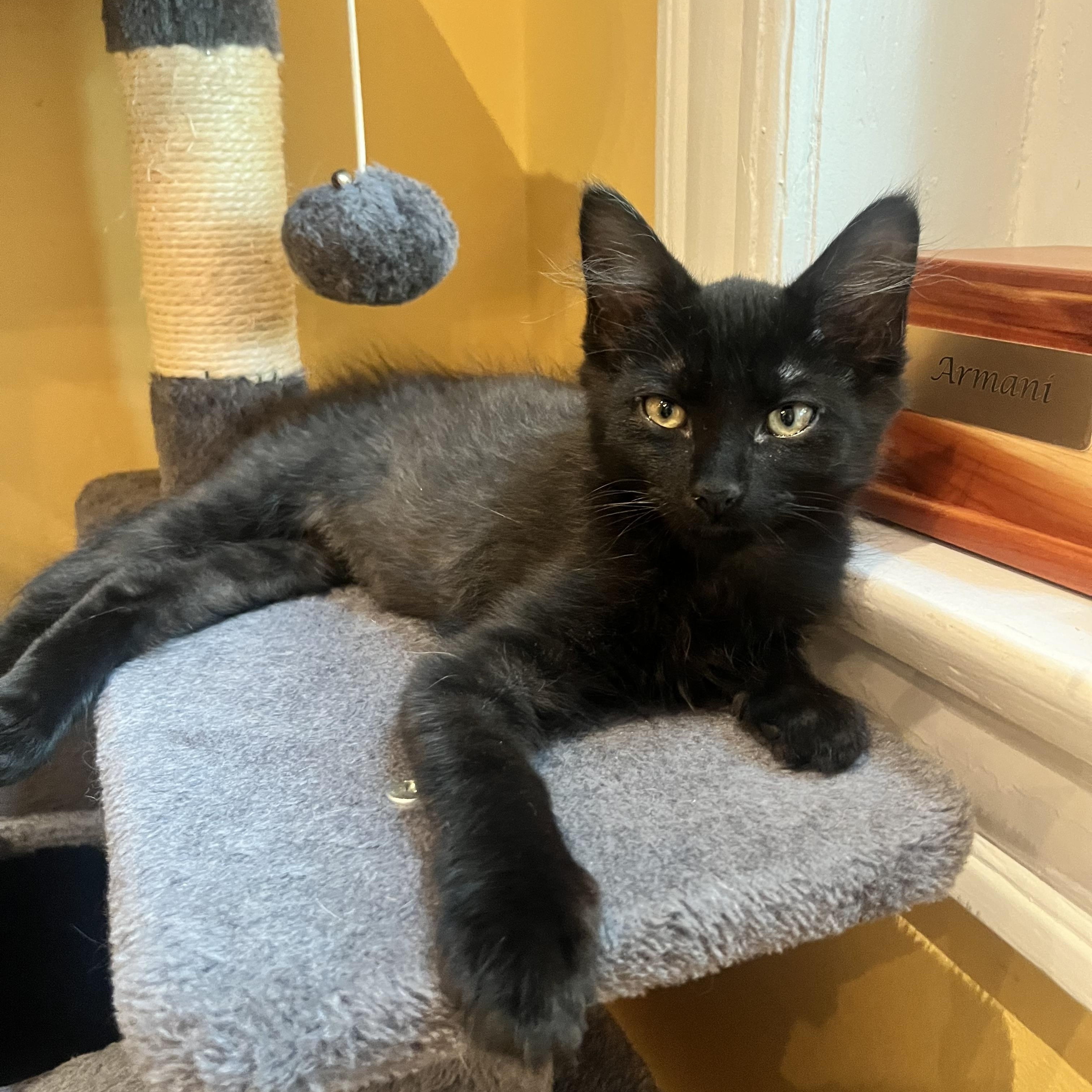 Enlarge Darrius & Ella (bonded pair), a ADOPTABLE Domestic Long Hair in Alexandria, VA image 5/6