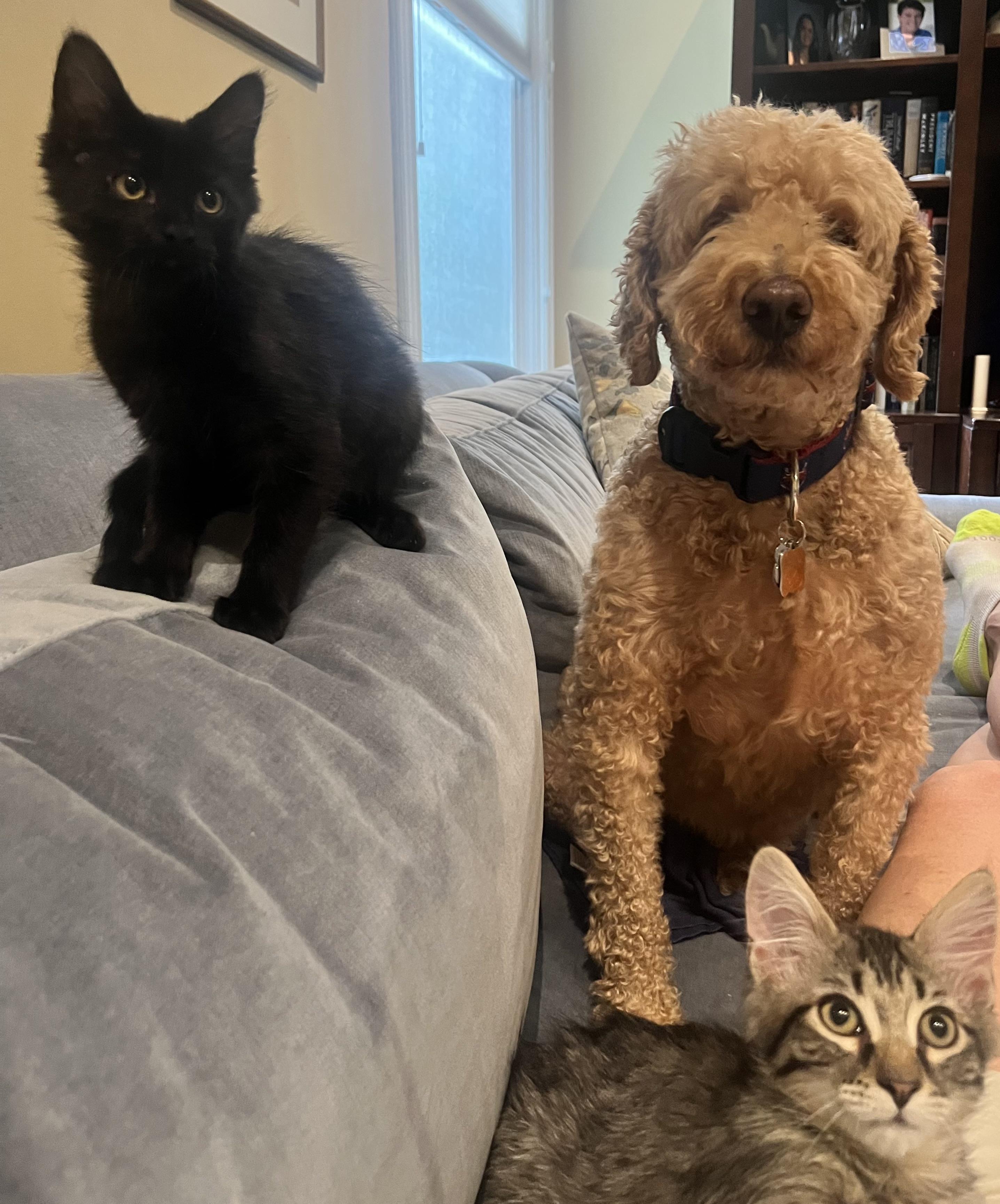 Enlarge Darrius & Ella (bonded pair), a ADOPTABLE Domestic Long Hair in Alexandria, VA image 2/6