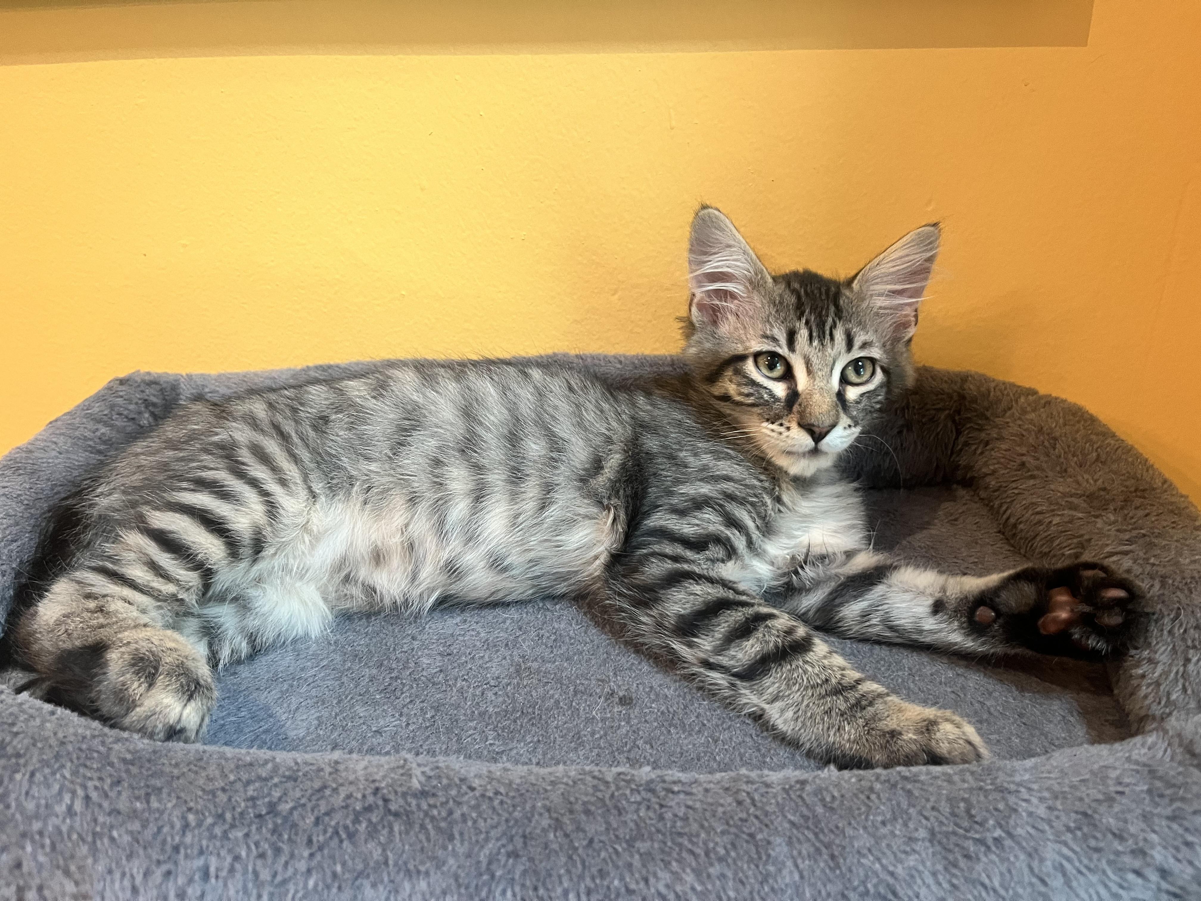 Enlarge Darrius & Ella (bonded pair), a ADOPTABLE Domestic Long Hair in Alexandria, VA image 6/6