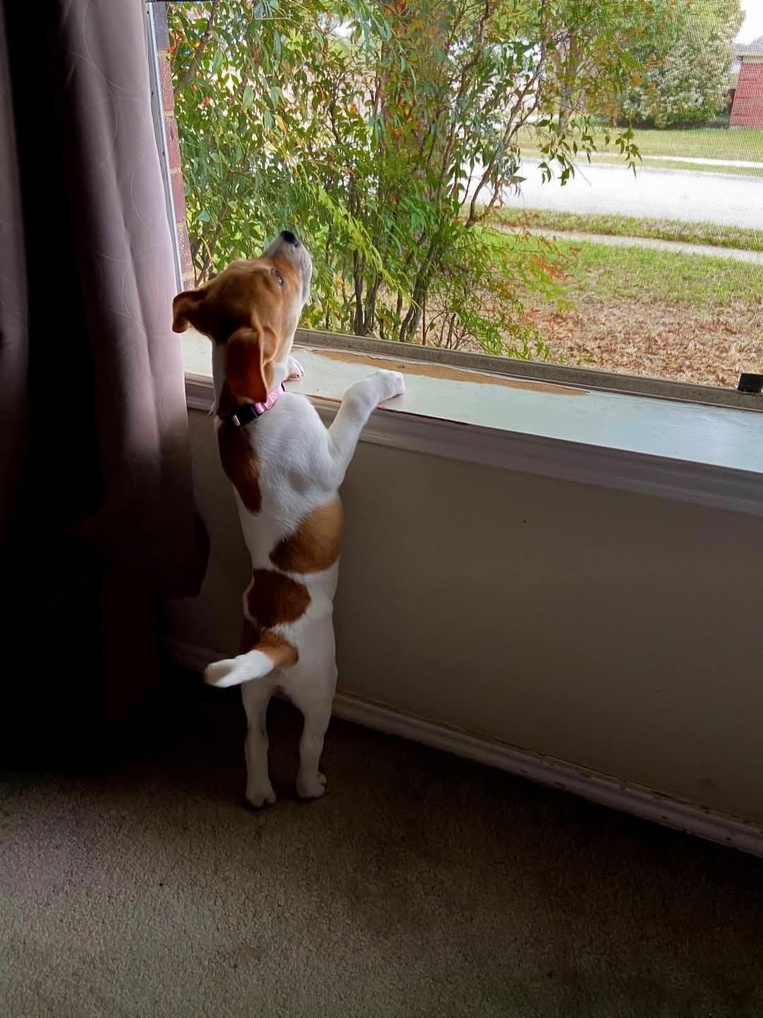 Bella, adopted, Puppy Female Dachshund.