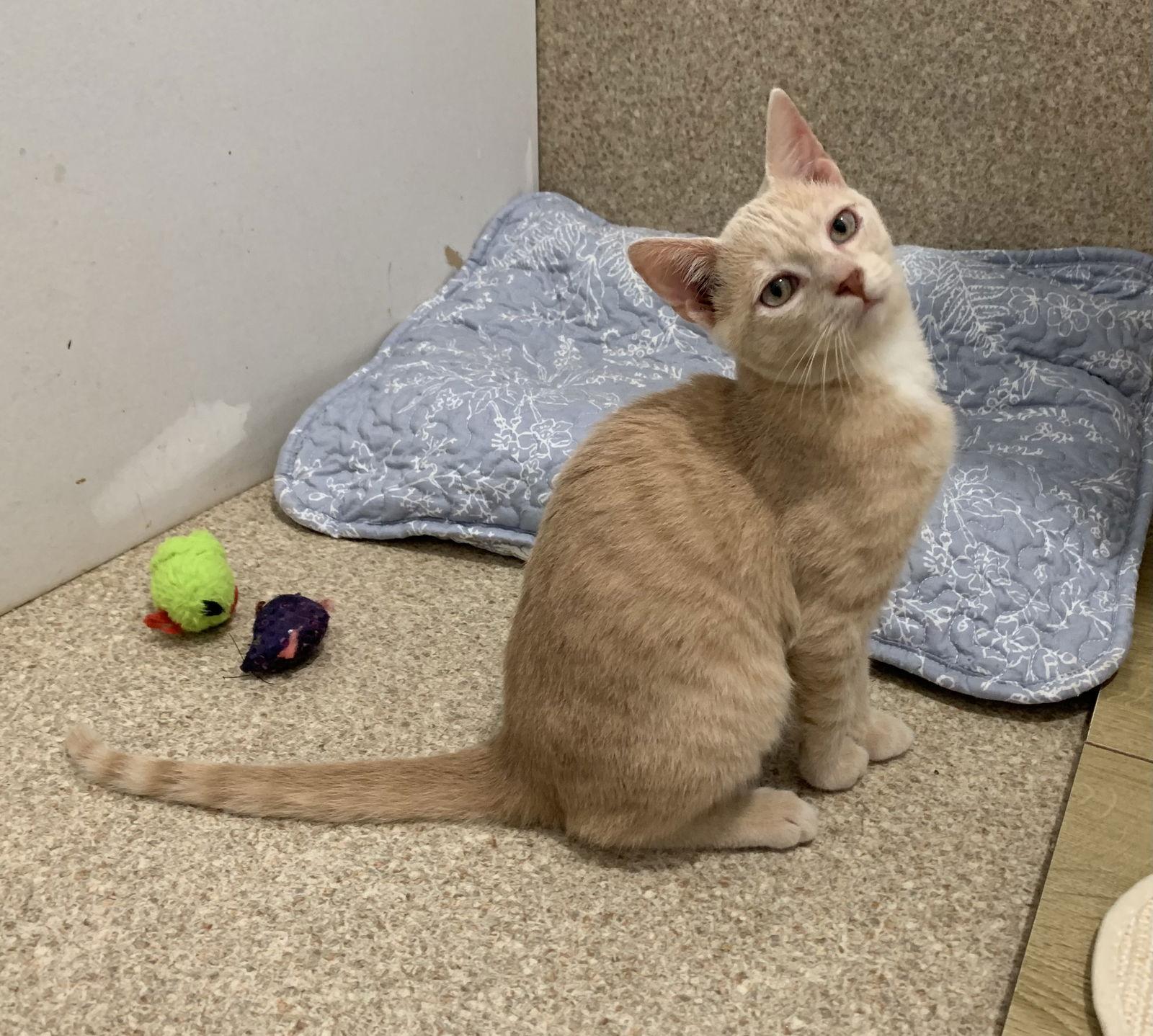 Larry, Adopted, Young Male Domestic Short Hair & Tabby.