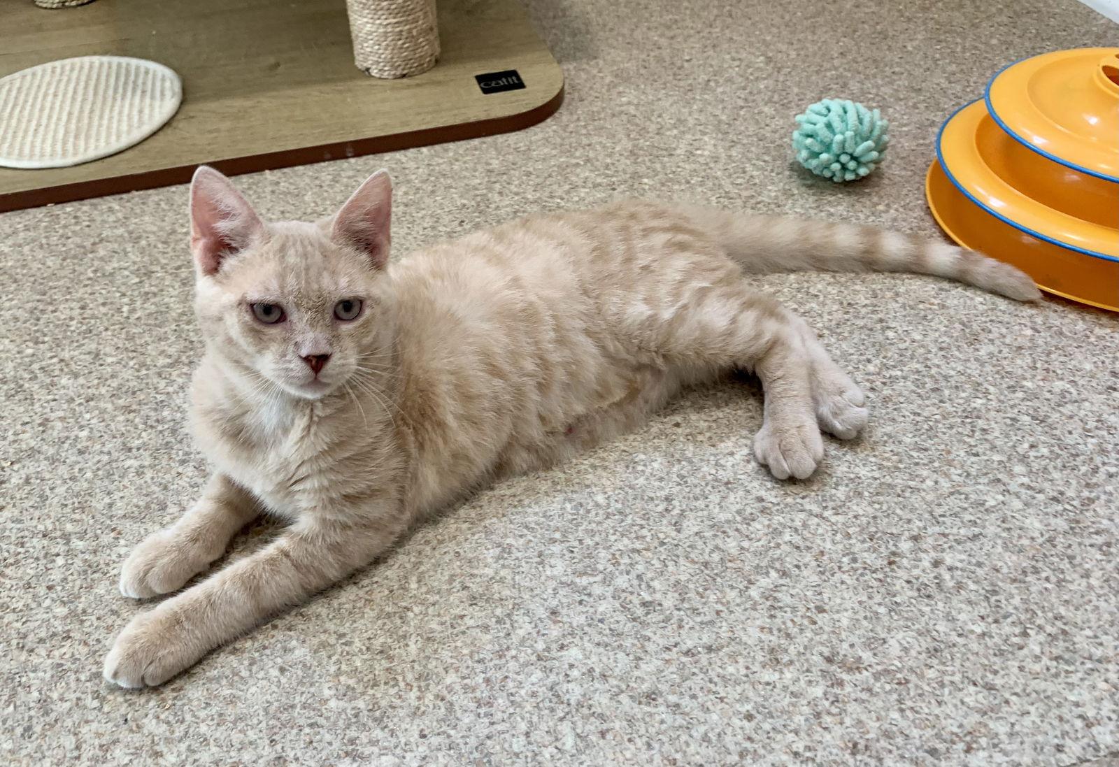 Larry, a Adopted mixed breed in Mc Cormick, SC image 2/3