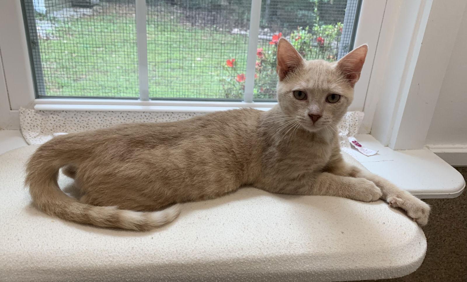 Larry, a Adopted mixed breed in Mc Cormick, SC image 3/3