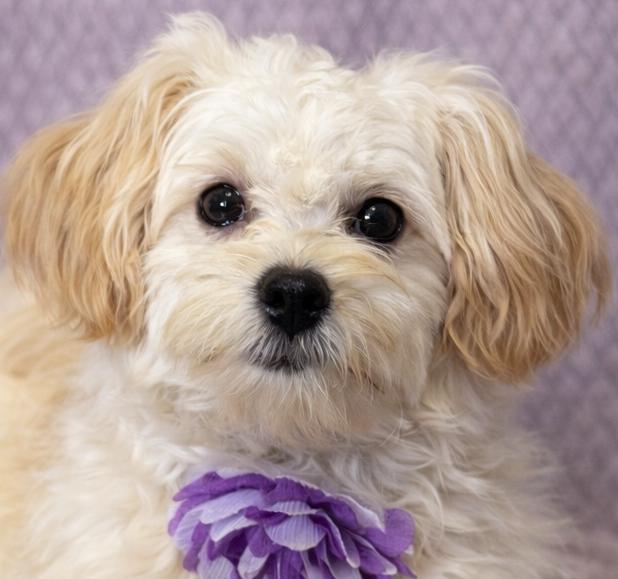 Enlarge Dandy, an adopted mixed breed in Lodi, CA image 2/5