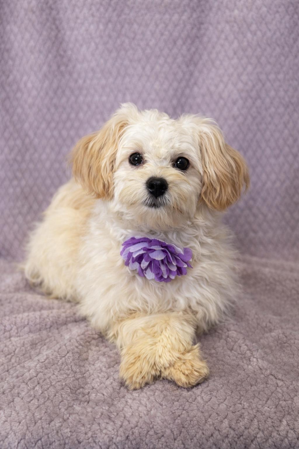 Dandy, adopted, Puppy Female Maltese & Shih Tzu.