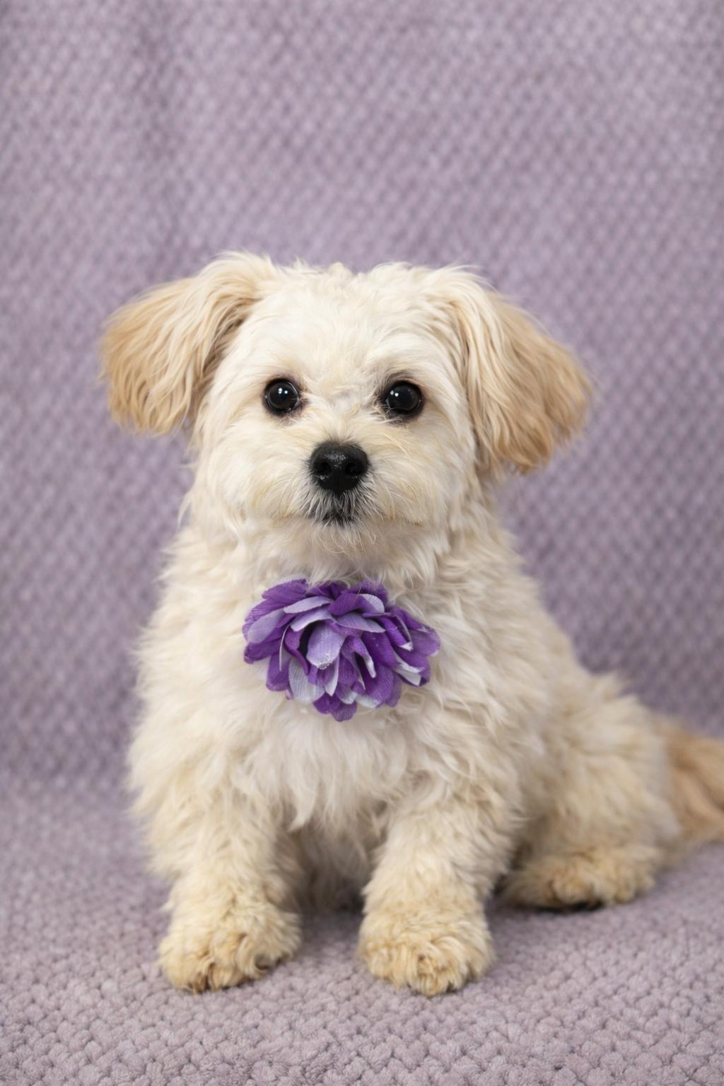 Enlarge Dandy, an adopted mixed breed in Lodi, CA image 4/5