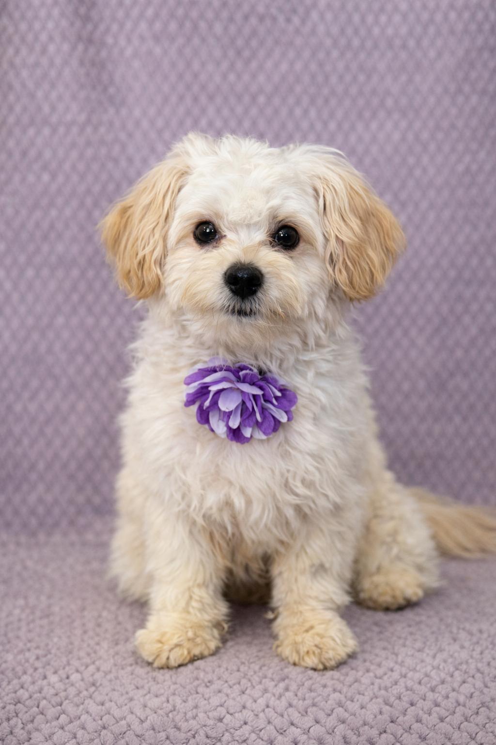 Enlarge Dandy, an adopted mixed breed in Lodi, CA image 5/5