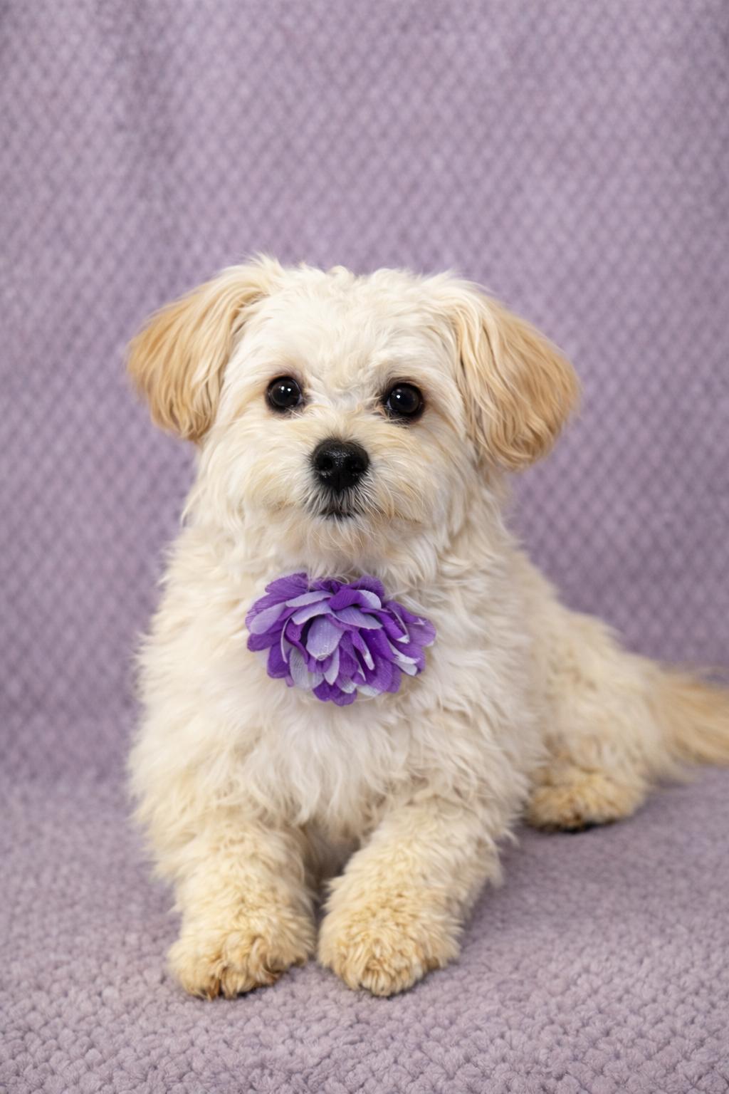 Enlarge Dandy, an adopted mixed breed in Lodi, CA image 3/5