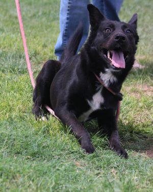 WALLIE, an adoptable German Shepherd Dog in Pearce, AZ, 85625 | Photo Image 2