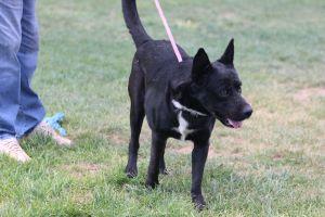 WALLIE, an adoptable German Shepherd Dog in Pearce, AZ, 85625 | Photo Image 3