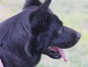 WALLIE, an adoptable German Shepherd Dog in Pearce, AZ, 85625 | Photo Image 5