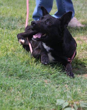 WALLIE, an adoptable German Shepherd Dog in Pearce, AZ, 85625 | Photo Image 6