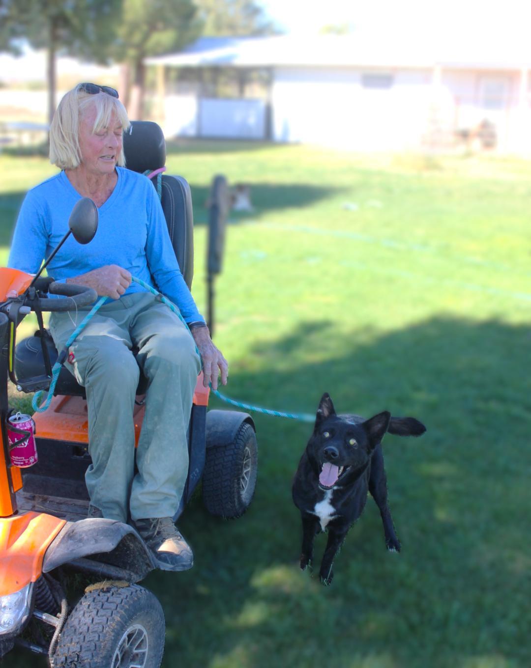 WALLIE, a Adoptable mixed breed in Pearce, AZ image 3/5