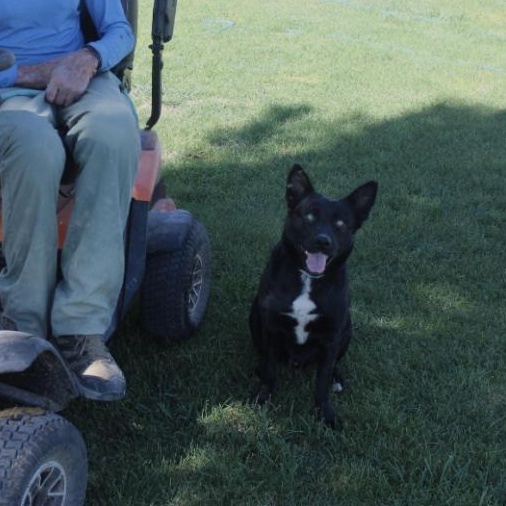 WALLIE, an adoptable German Shepherd Dog in Pearce, AZ, 85625 | Photo Image 3