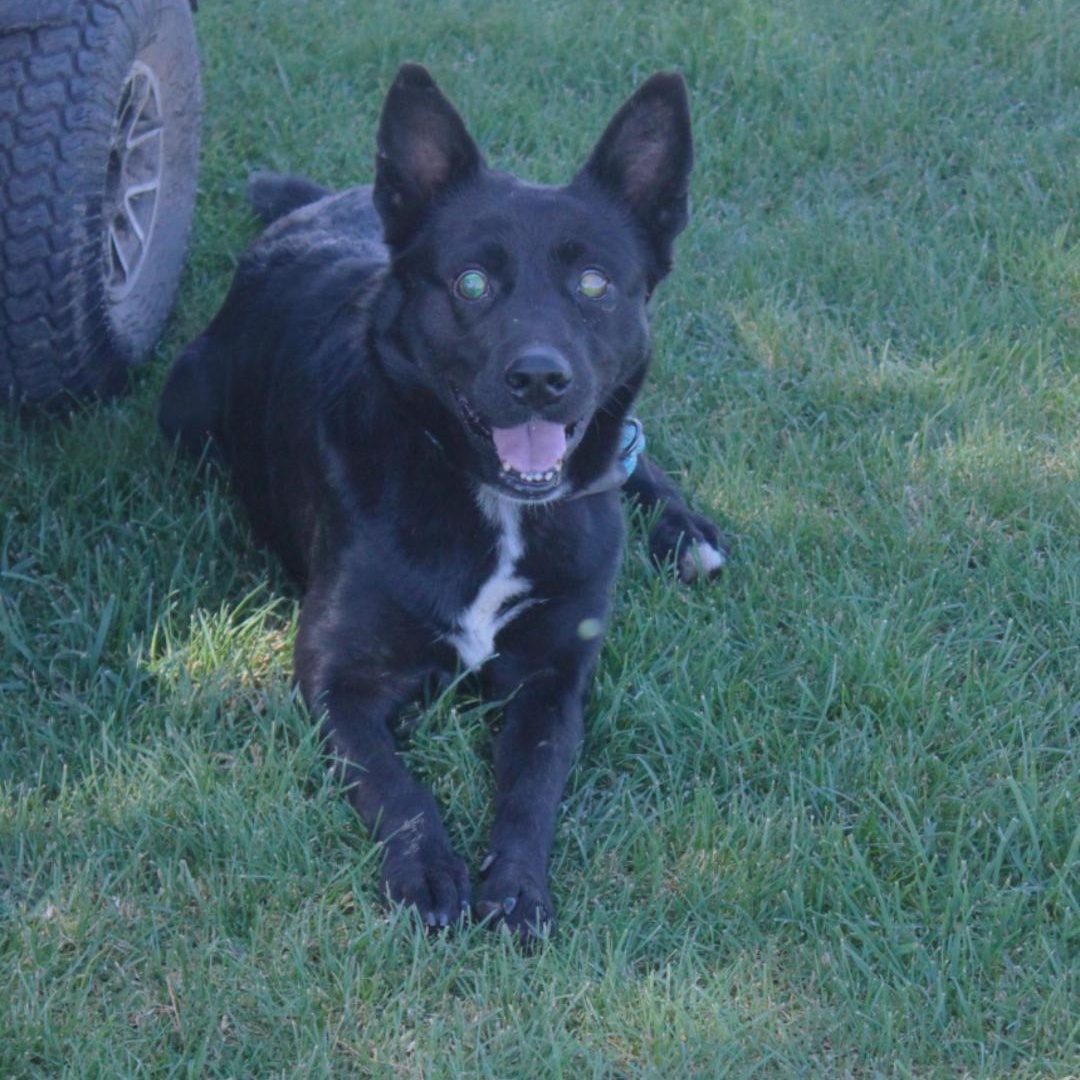 WALLIE, Adoptable, Young Male German Shepherd Dog.